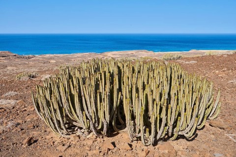 Canary Island spurge (Euphorbia canariensis )