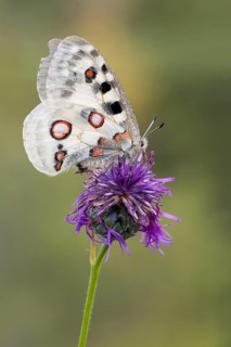Apollo (parnassius apollo) sitting on flake flower