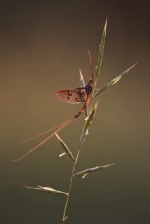 Mayfly (Ephemeroptera) sitting on a culm in warm light