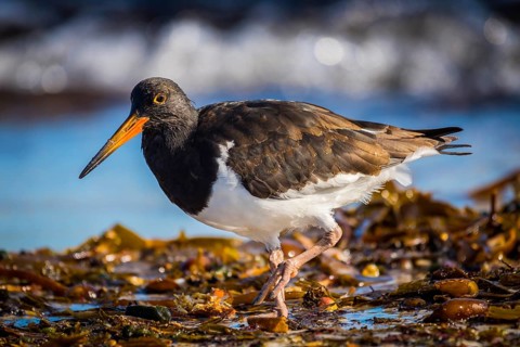 Magellanic Oystercatcher (Haematopus leucopodus)