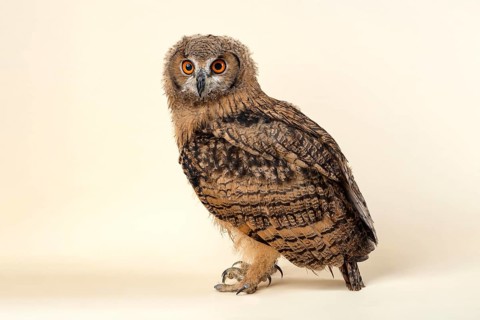 Indian eagle-owlalso or (Bubo bengalensis)