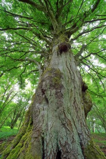 Old gnarled beech (Fagus sylvatica)
