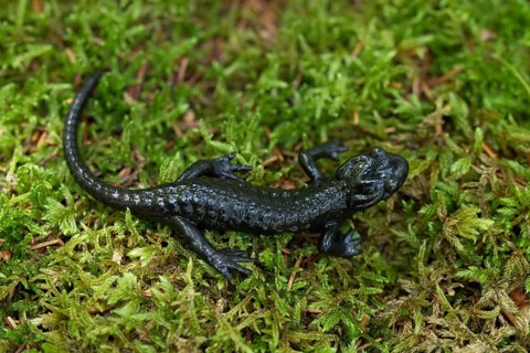 Alpine Salamander (Salamandra atra)