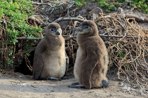 African penguin (Spheniscus demersus)