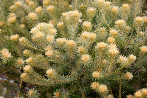 Phylica (Phylica pubescens)