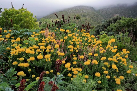 Pincushion protea