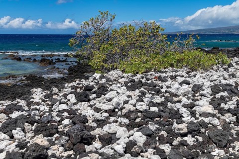 Lava and corals with gnarled trees