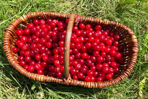 Freshly picked sour cherries in a basket