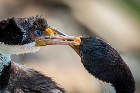 Blue-eyed cormorants (Leucocarbo atriceps or Phalacrocorax atriceps) also Antarctic cormorant