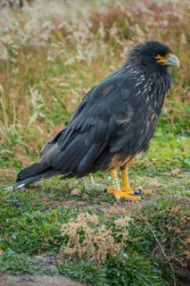 Striated Caracara (Phalcoboenus australis)
