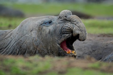 Southern elephant seal (Mirounga leonina)