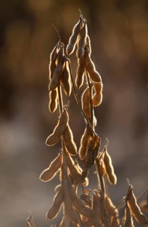 Mature Soybean ready to Harvest near Luis Eduardo Magalhaes