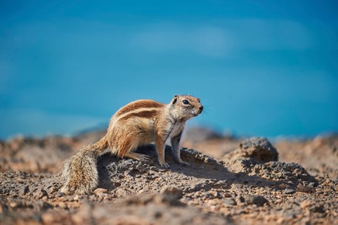 Barbary ground squirrel (Atlantoxerus getulus ) on a rock
