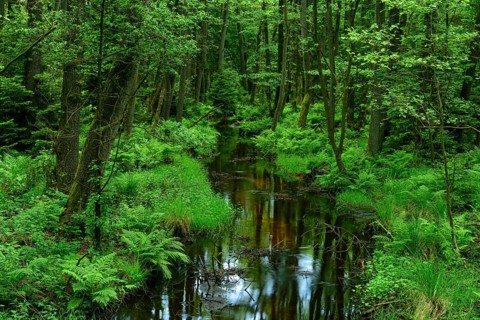 Auwald and Erlenbruch at the river Oertze