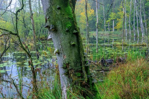 Schweingartensee in the UNESCO World Natural Heritage Site beech forest Serrahn in autumn