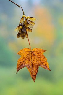 Mapleleaf (Acer) with winged seed