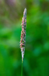 Meadow foxtail (Alopecurus pratensis)