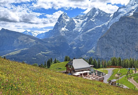 Blossoming mountain meadow and mountain inn Almendhubel in front of the Eiger and Moench