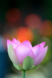 Pink lotus flower (Nelumbo nucifera)
