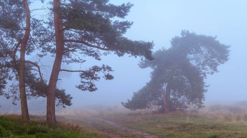 Pines (Pinaceae) in the blue hour in the fog in the heath