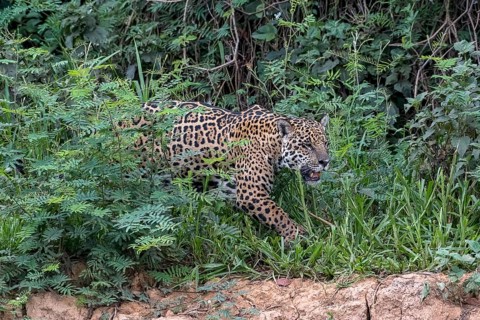 Jaguar (Panthera Onca)