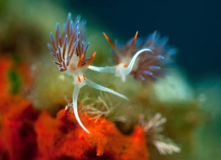 Cratena peregrina (Cratena peregrina )