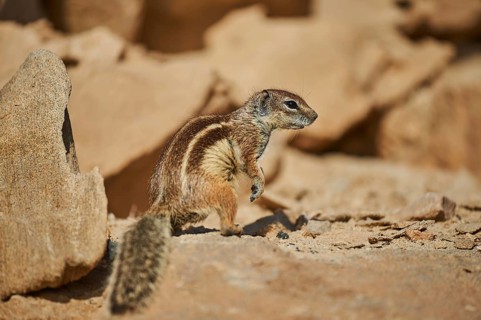 Barbary ground squirrel (Atlantoxerus getulus )
