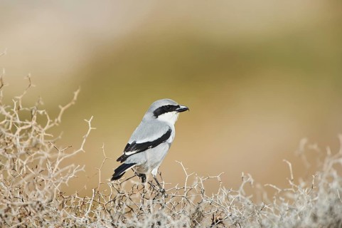 Great grey shrike (Lanius excubitor) sitting on dry bushes