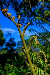 Tree fern