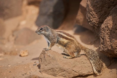 Barbary ground squirrel (Atlantoxerus getulus ) on rocks