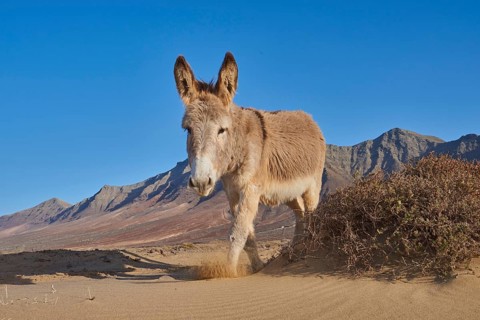 African wild ass (Equus africanus asinus ) at the beach