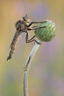 Robber fly (Asilidae) sitting on a bud in warm light