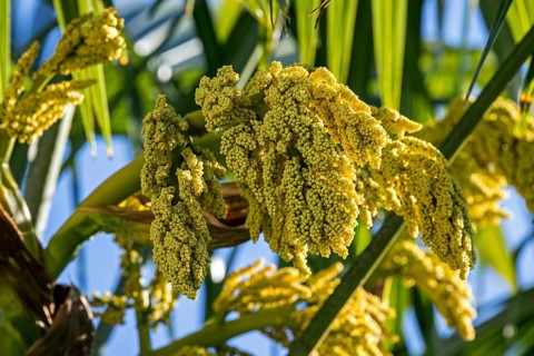 Chusan Palm (Trachycarpus fortunei)
