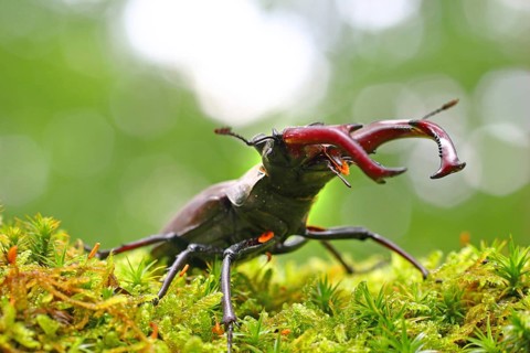 Stag beetle (Lucanus cervus) on a moss cushion
