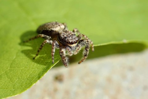 Zebra spider (Salticus scenicus) on one sheet