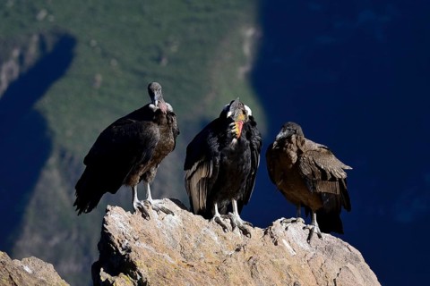 Andean condors (Vultur gryphus) sitting on a rock
