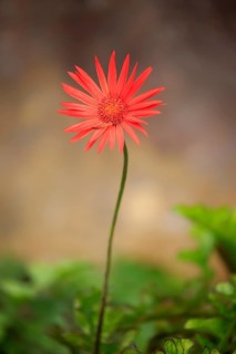 Barberton Daisy (Gerbera) (Gerber daisy jamesonii)