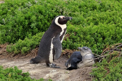 African penguin (Spheniscus demersus)