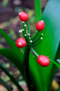 Natal lily (Clivia miniata)