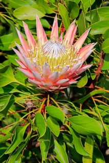 King Protea (Protea cynaroides)