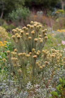 Phylica (Phylica pubescens)