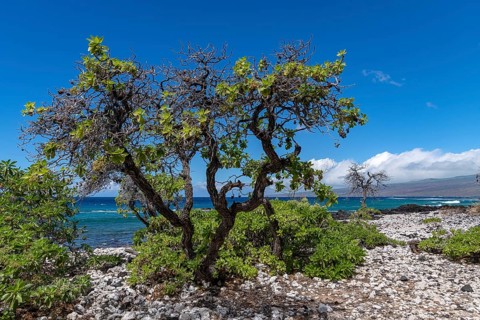 Lava and corals with gnarled trees