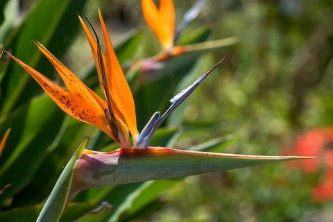 Bird of paradise flower
