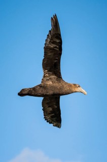 Southern giant petrel (Macronectes giganteus) in flight