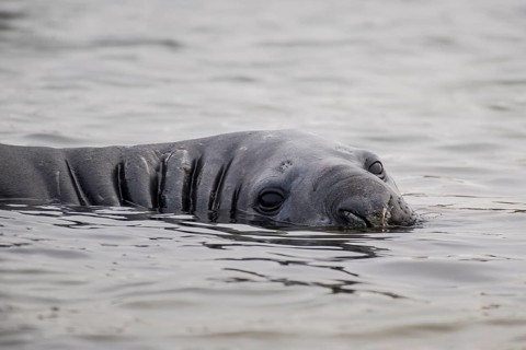 Southern elephant seal (Mirounga leonina) lies in water