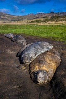 Southern elephant seals (Mirounga leonina)