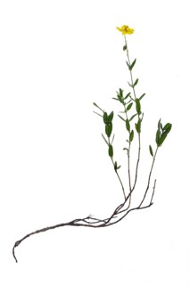 Rock-rose (Helianthemum) on white background