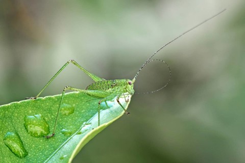 Speckled bush-cricket (Leptophyes punctatissima) sits on leaf