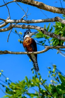 Ringed kingfisher (Megaceryle torquata)
