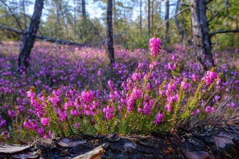 Flowering Winter heath (Erica carnea)